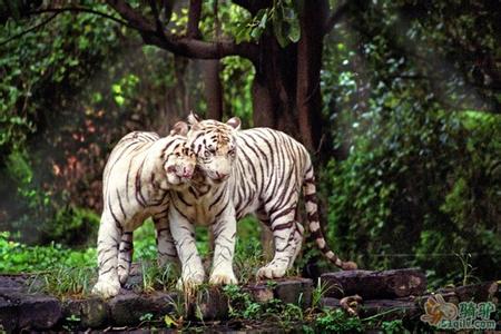 廣州番禺長隆野生動物世界全新羊園、廣州嶺南印象園、花城廣場歡樂二天