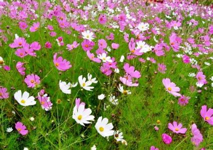 東莞浪漫松山湖夢幻百花洲賞花體驗一天